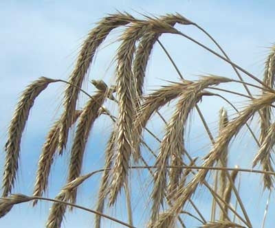 Wrens Abruzzi Winter Rye Grain Seed
