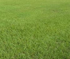 Pensacola Bahia Pasture Grass Seed