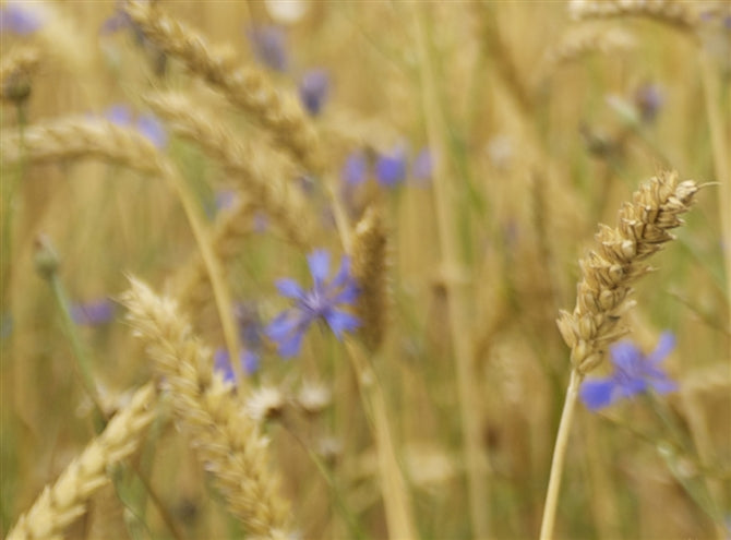 Jackson Wheat Seed