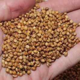 Egyptian Wheat Seed