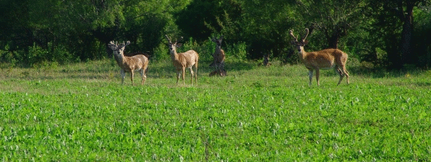 Buck Forage Oats