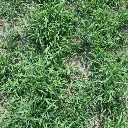 Crabgrass Seed