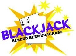 Blackjack Bermuda Grass Seed