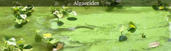 Algae & Moss Control
