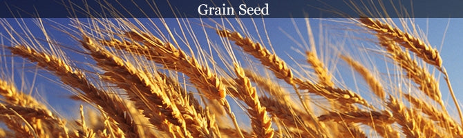 Grain Seeds