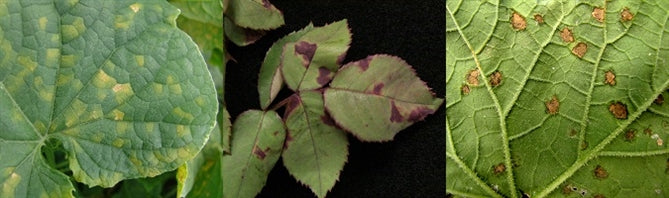 Downy Mildew