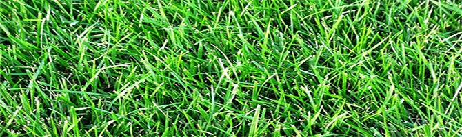 Tall Fescue / Bluegrass Mix