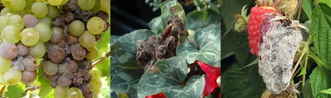 Botrytis (Gray Mold)