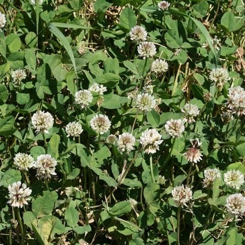 Ladino Clover Seed (White Ladino)