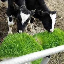 Fodder Seed Collection