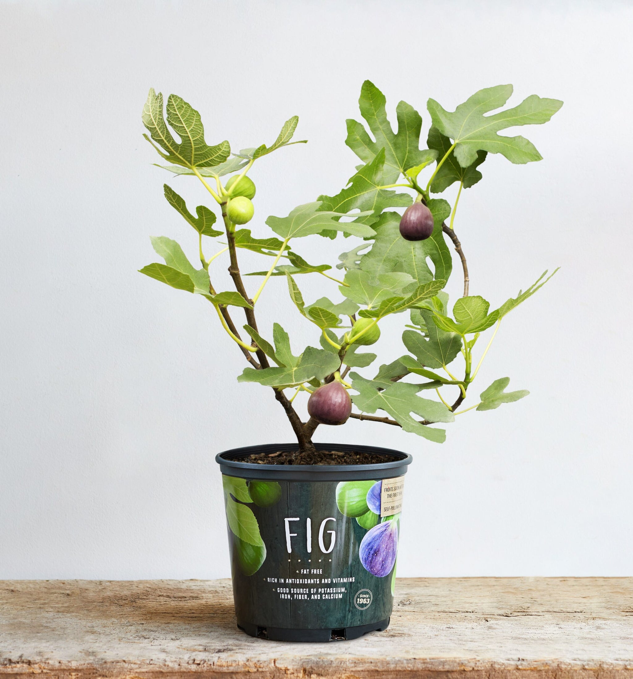 plant a fig tree from seed Fig Tree