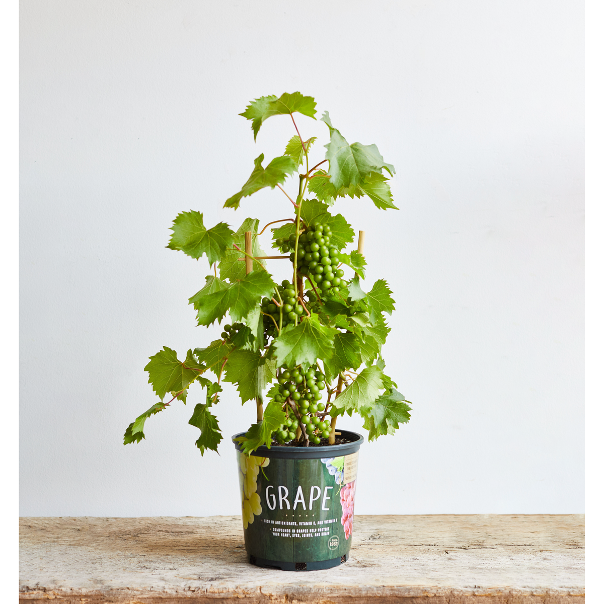 (Backorder Spring 2025) Grape Vine Plant - 2 Gallon