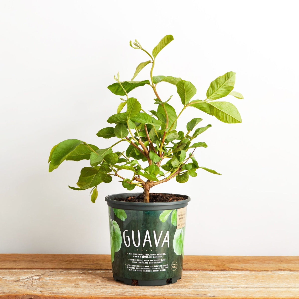 Guava Tropical Pink Tree Plant