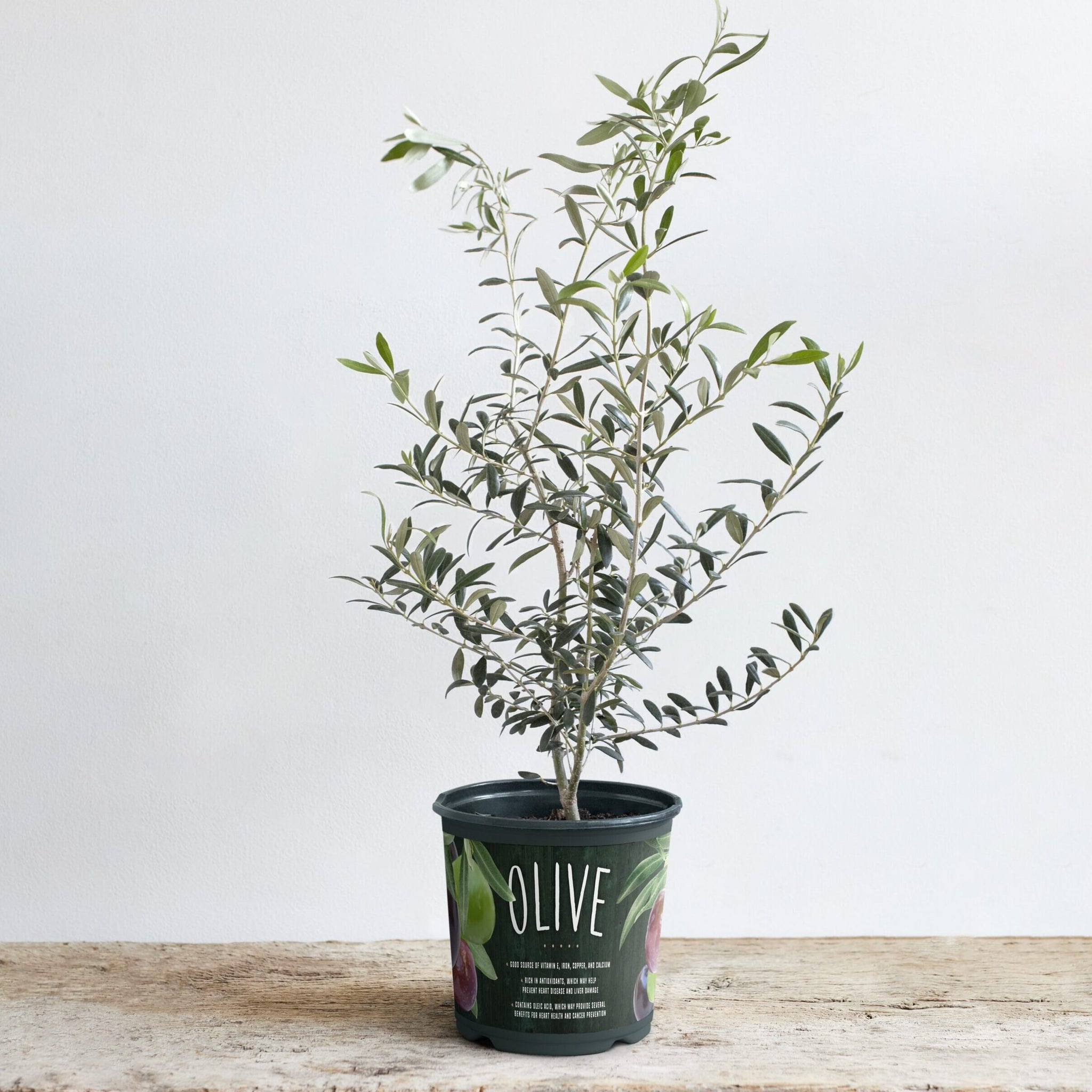 potted olive plant Olive Arbequina Plant