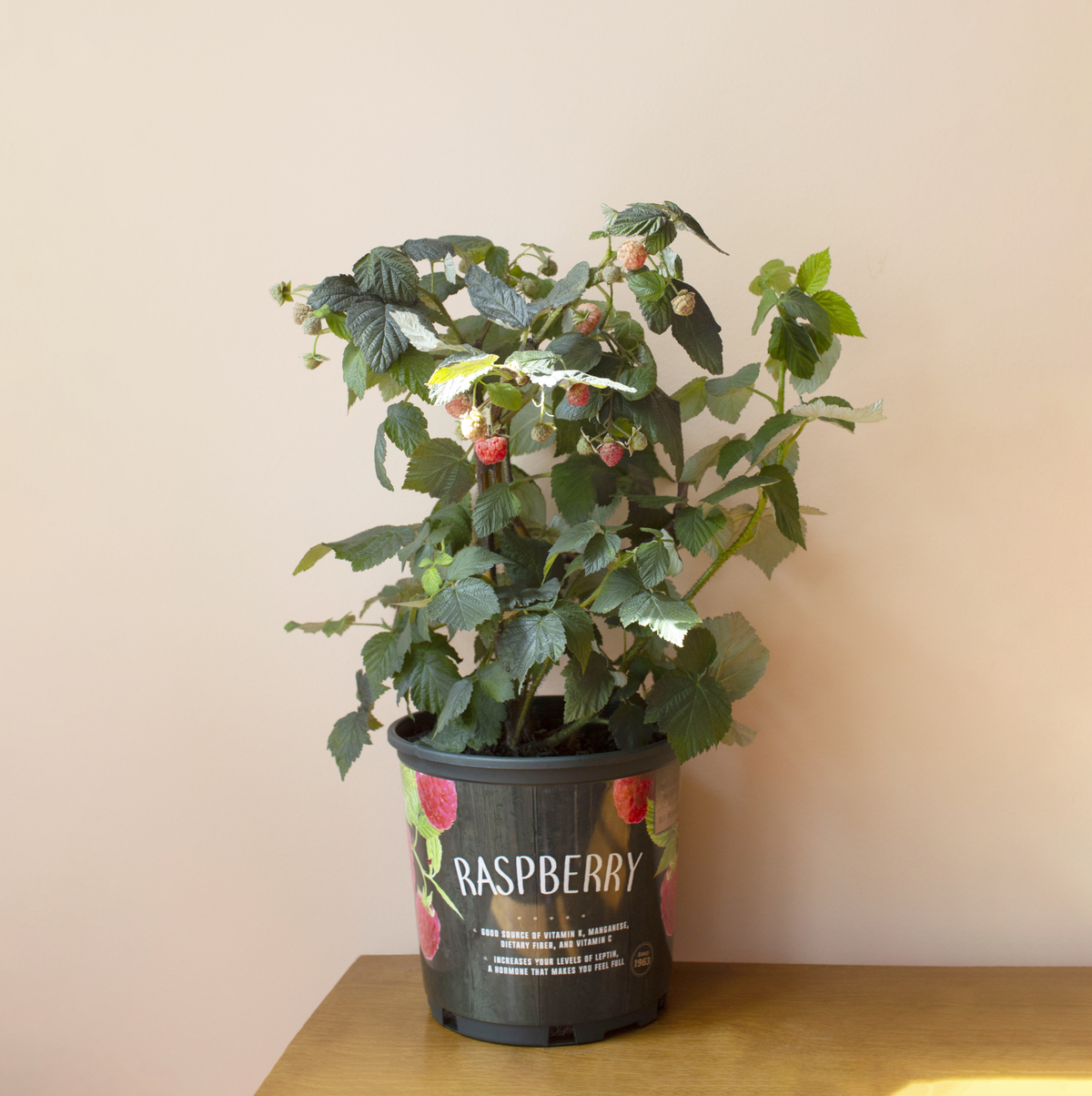 Raspberry Bush Plant - 1 Gallon