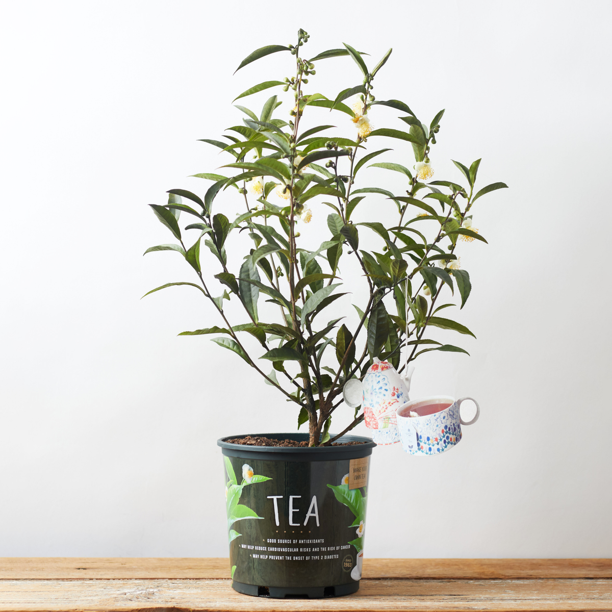 (Backorder Spring 2025) Tea Plant Camelia - 1 Gallon