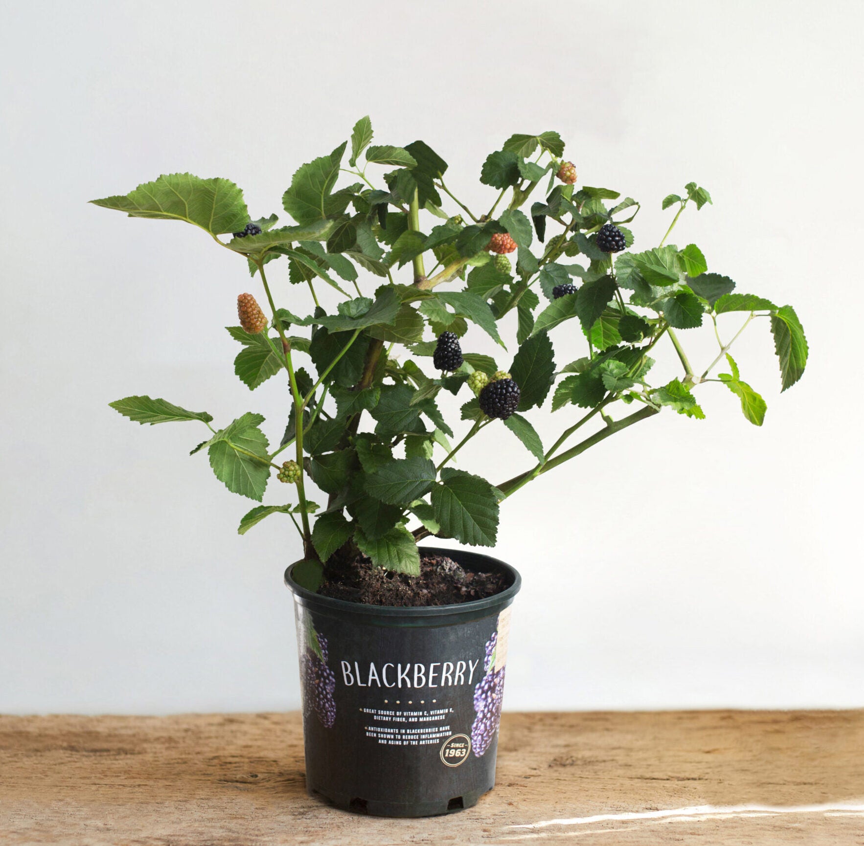plant blackberry seeds Blackberry Bush Plant