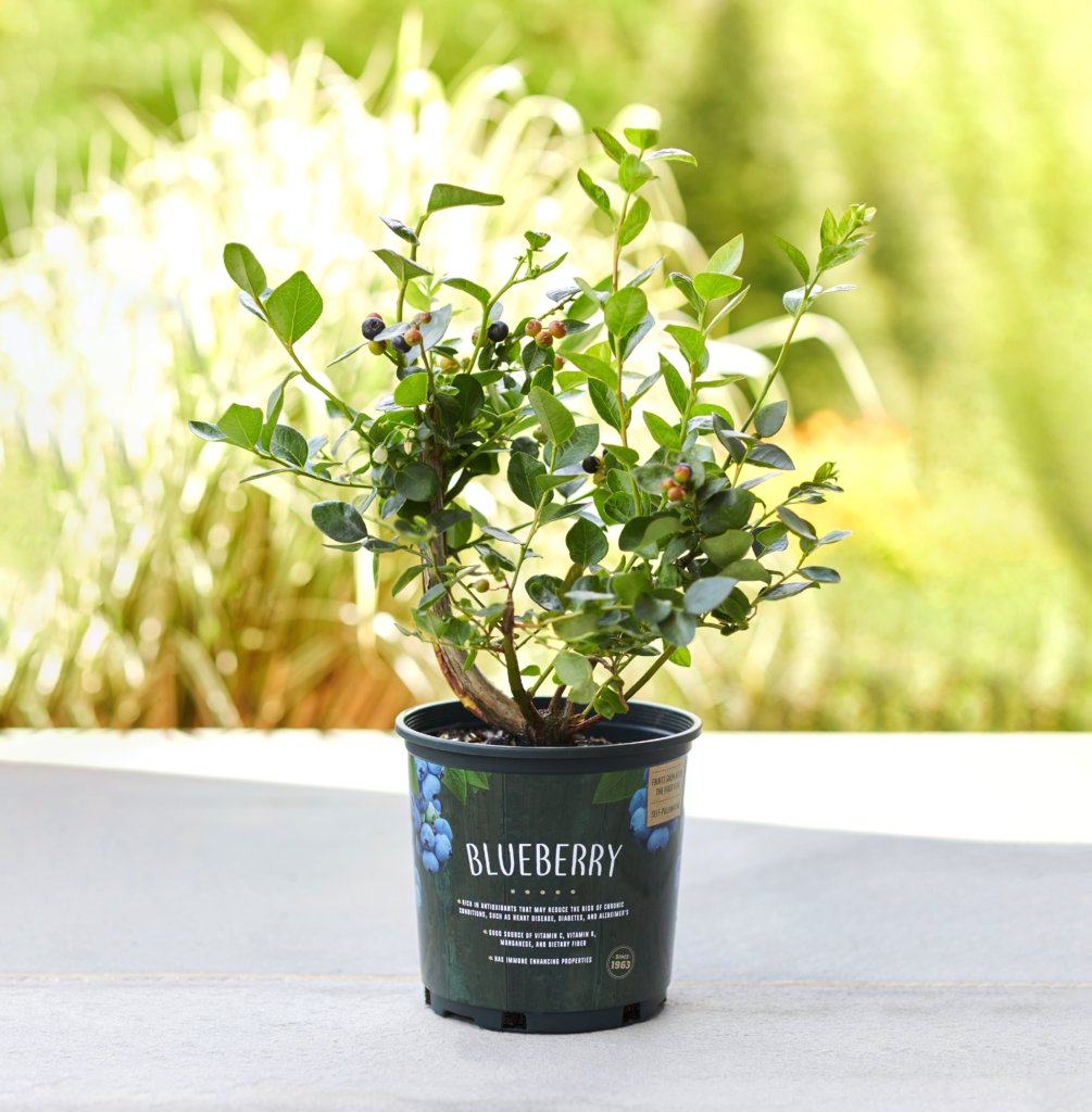 Blueberry Bush Plant - 1 Gallon