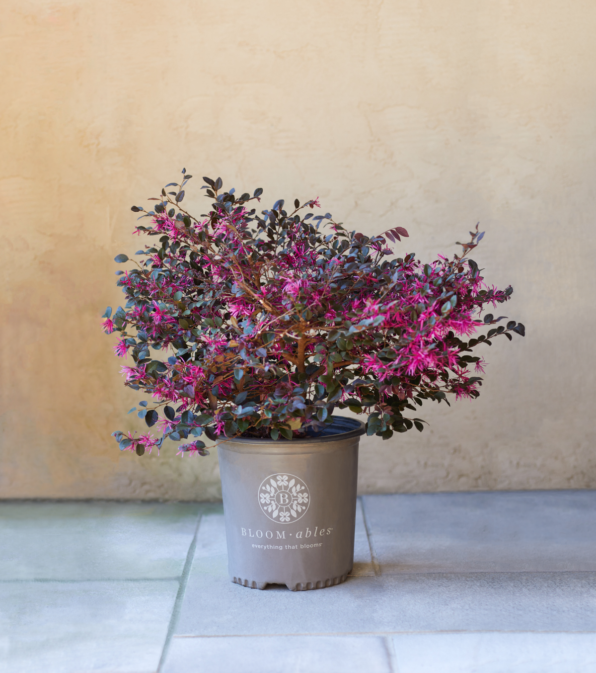 (Backorder Spring 2025) Bloomables Loropetalum Plant - 2 Gallon