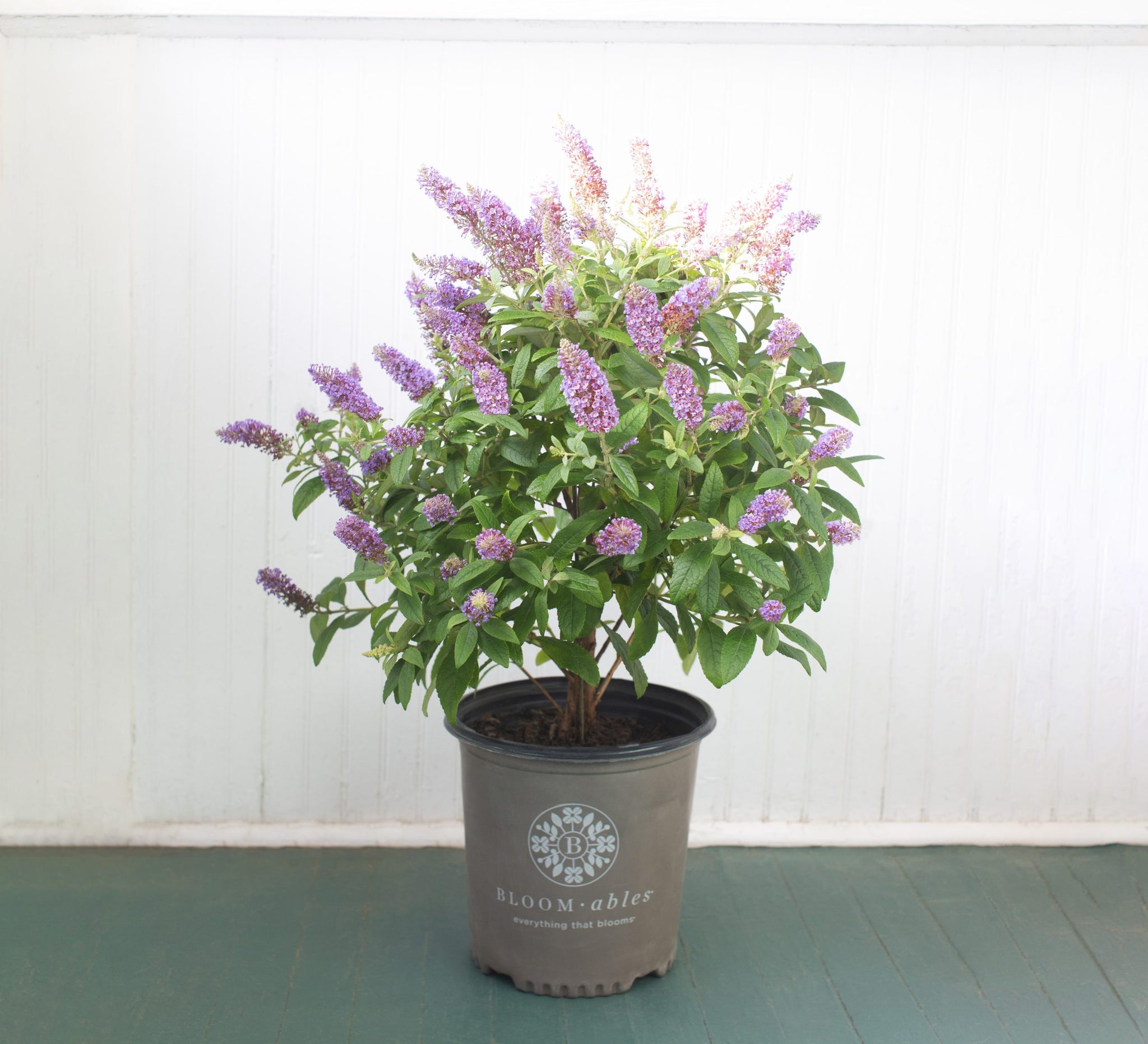 2 gallon lavender plant Bloomables Buddleia Plant - 2 Gallon