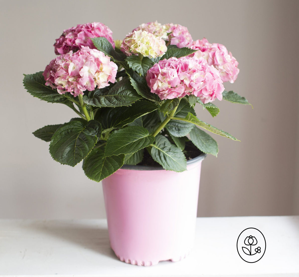 Hydrangea - 2 Gallons