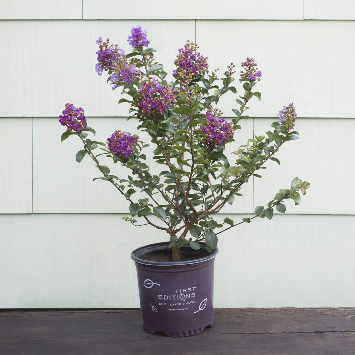 (Backorder Spring 2025) First Editions Crape Myrtle Purple Magic Plant - 2 Gallon