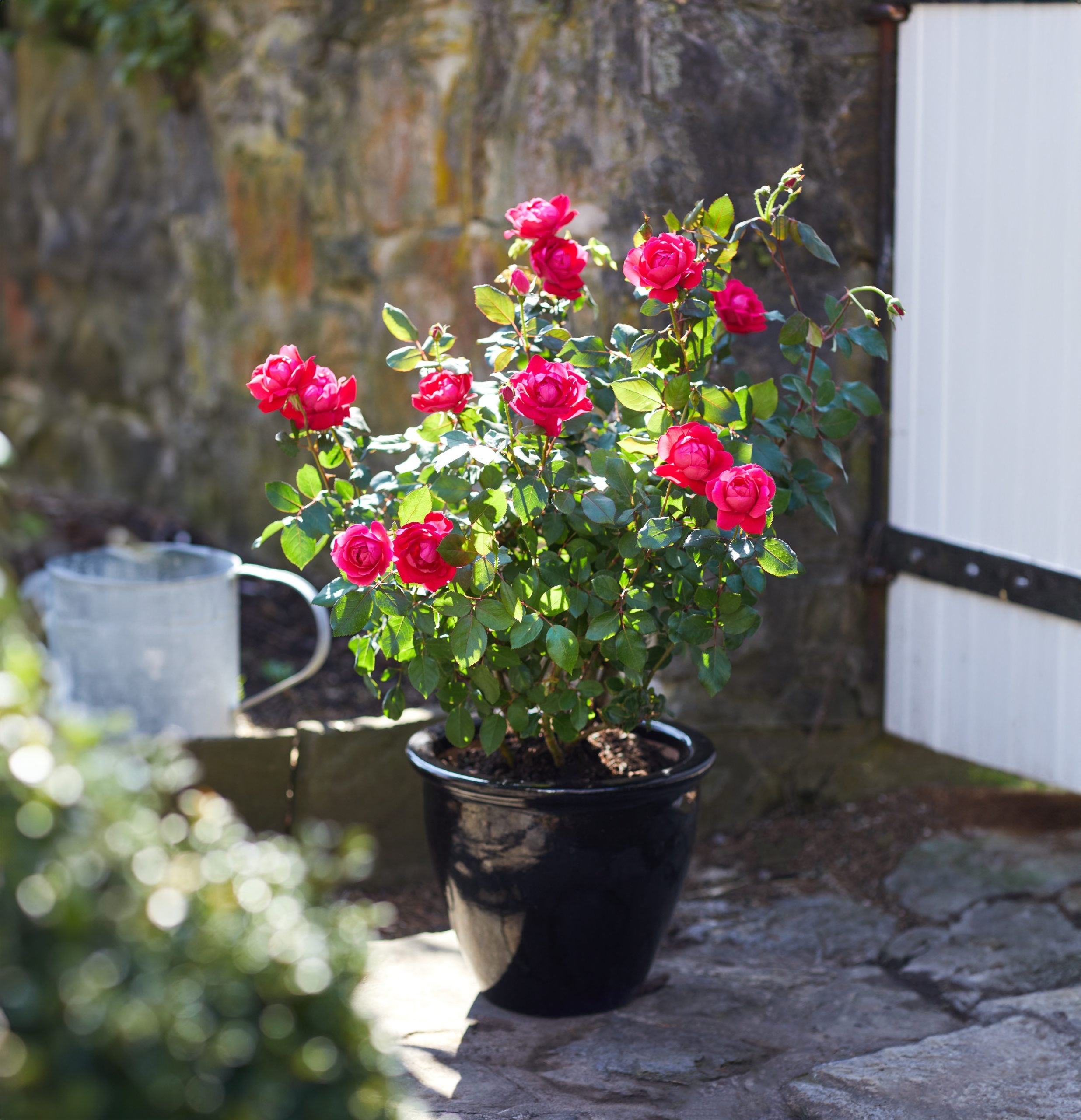 knock out rose seeds Knock Out Double Red Rose Plant