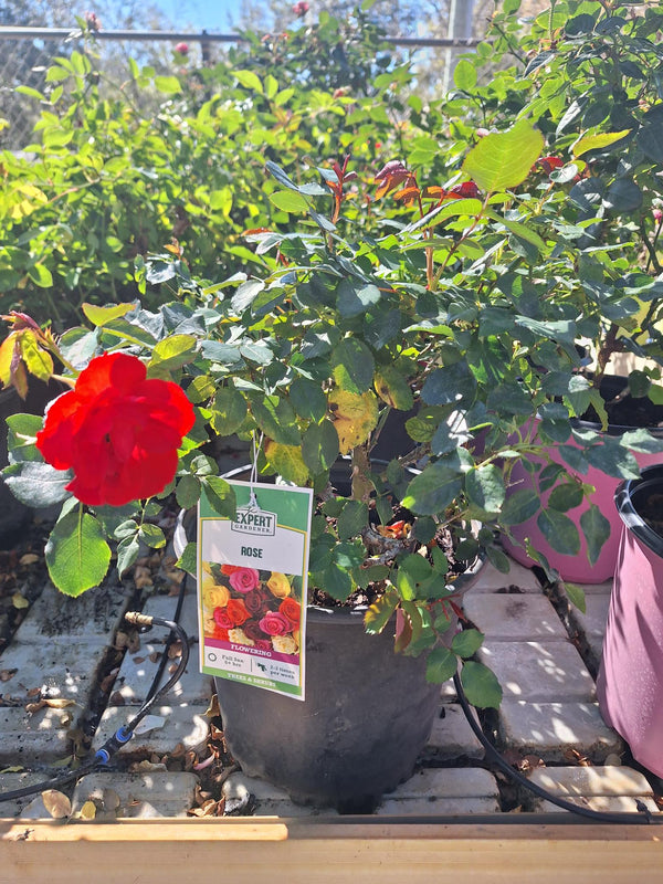 Multi-Colored Rose Plant - 1 Gallon - Seed Barn