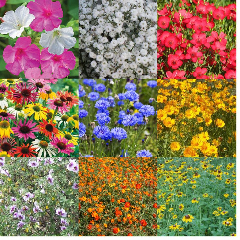 CGIG Wildflower Mixture Seeds for Southeast