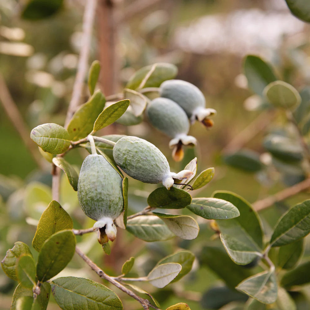 Guava Pineapple Plant