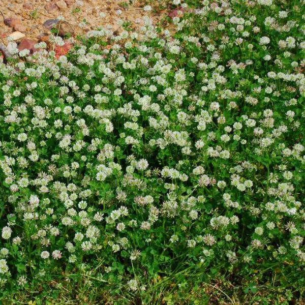 Ball Clover Seed - Great for Honey Bees - 1 Lb.