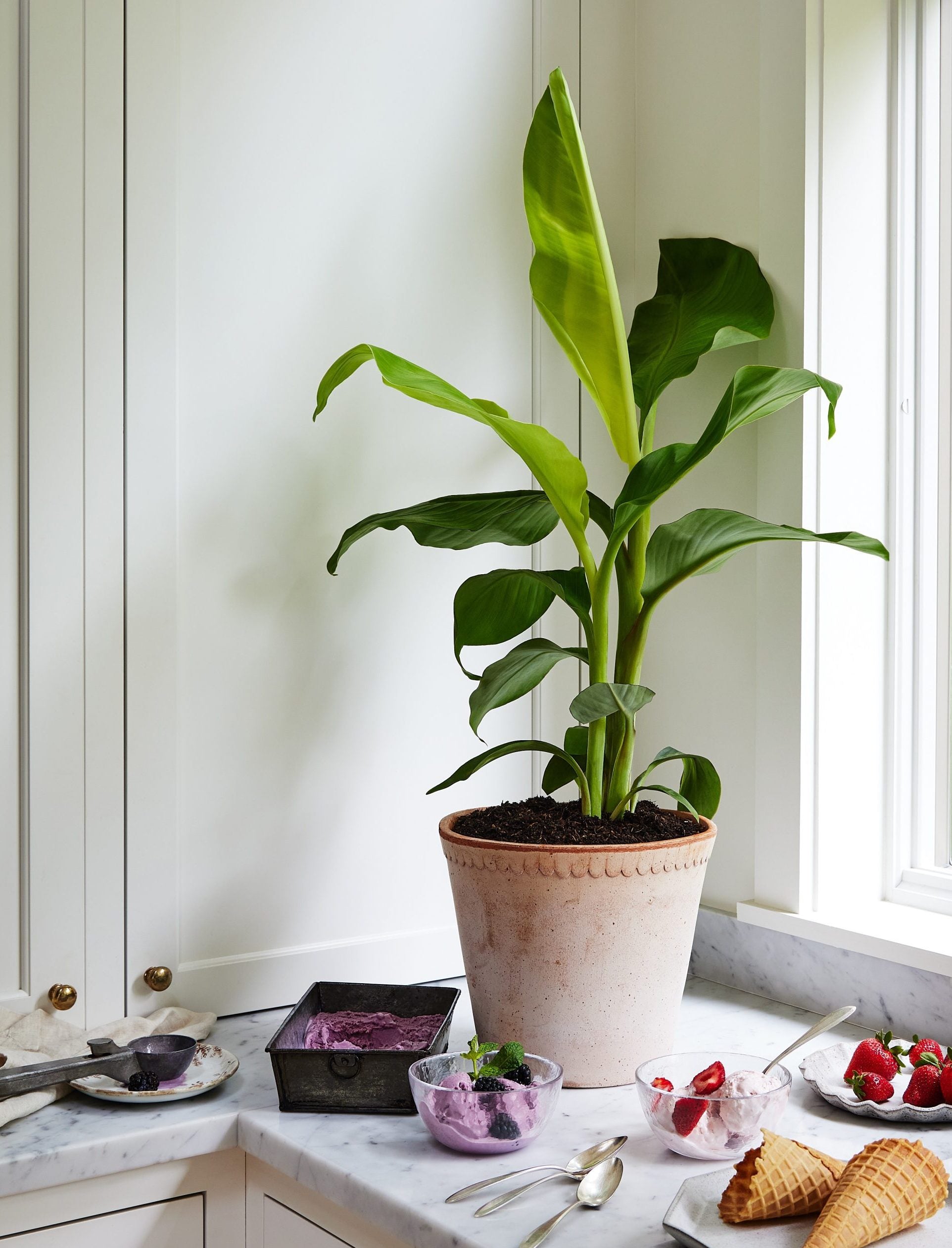 Java Cream Tree Banana Blue Java Tree - 1 Gallon - Seed Barn