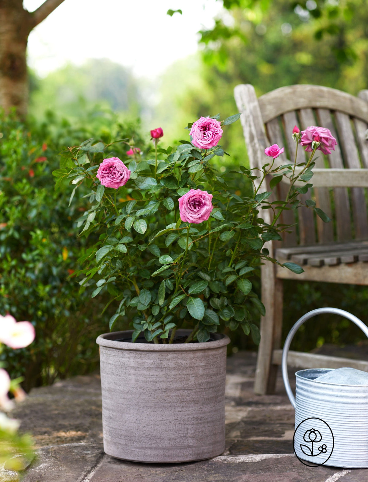 Bloomables Rose Plant - 2 Gallon