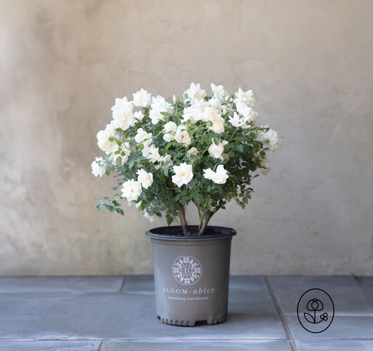 Bloomables Rose Plant - 2 Gallon