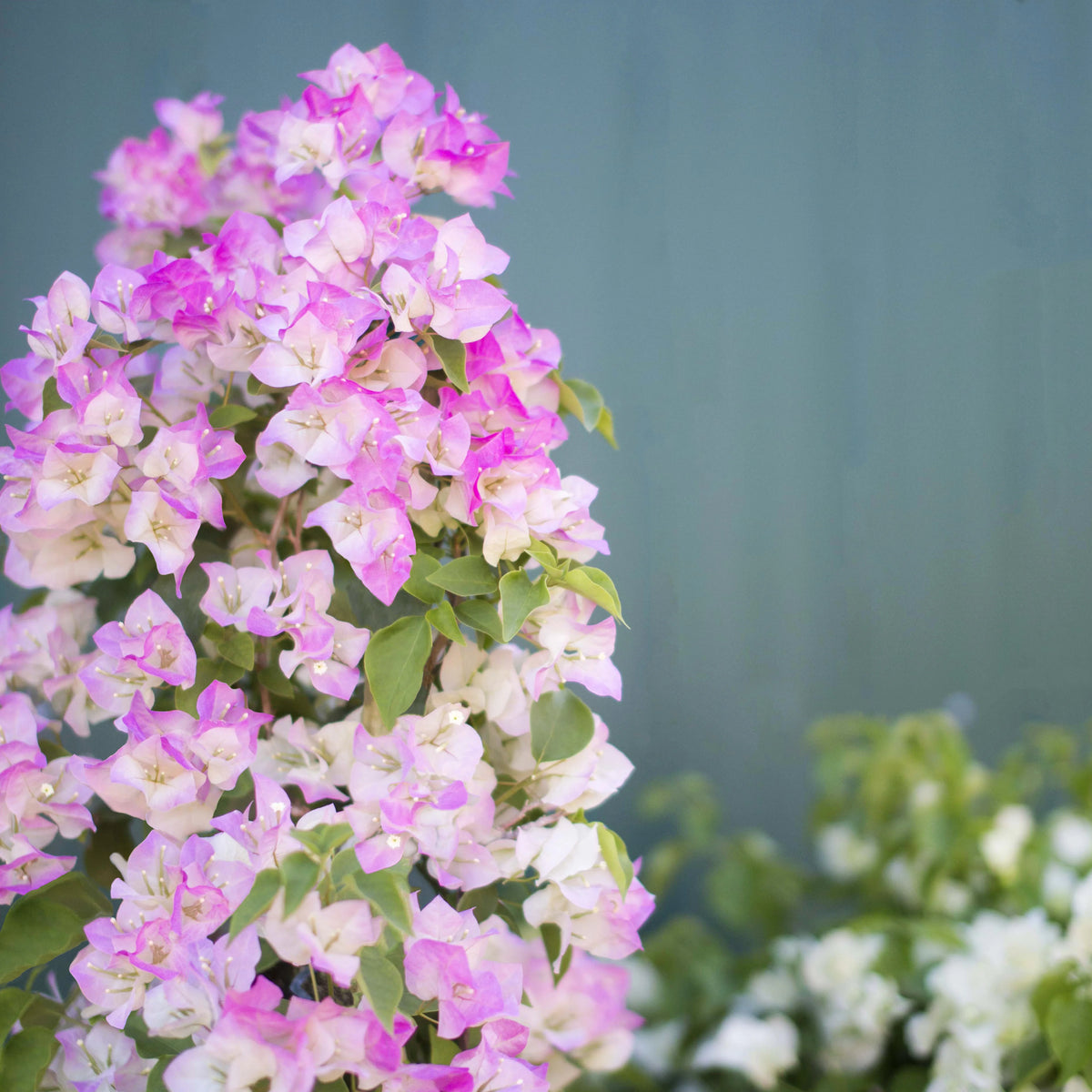 Bougainvillea Flower Plant - Quart