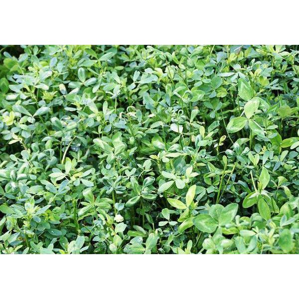 Bulldog 805 Coated Alfalfa Seed "Certified"