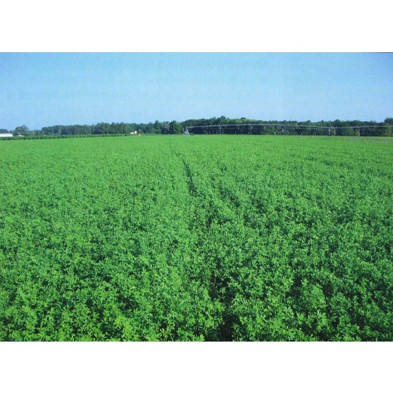 Bulldog 805 Coated Alfalfa Seed "Certified"