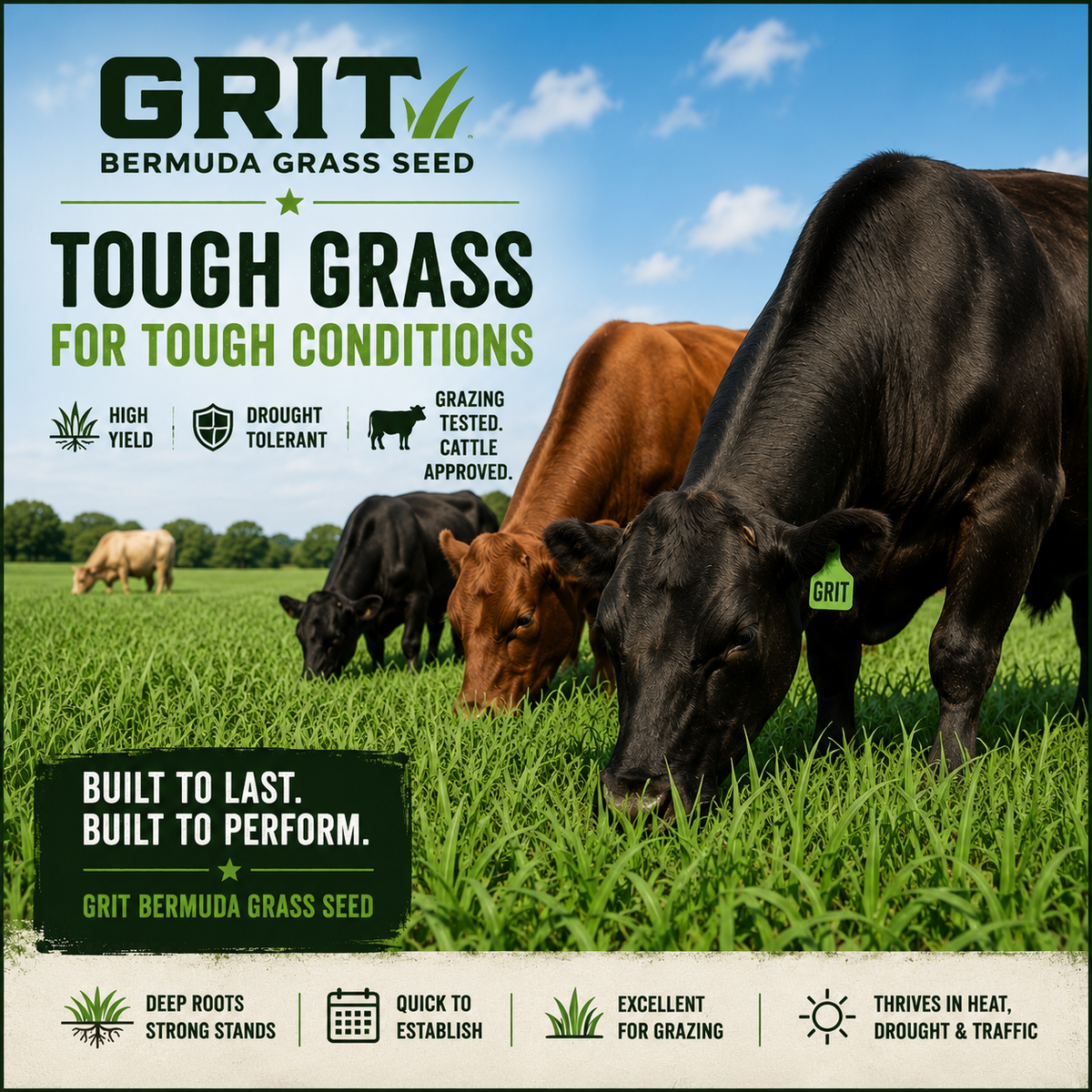 Grit Forage Bermuda Grass Pasture Blend