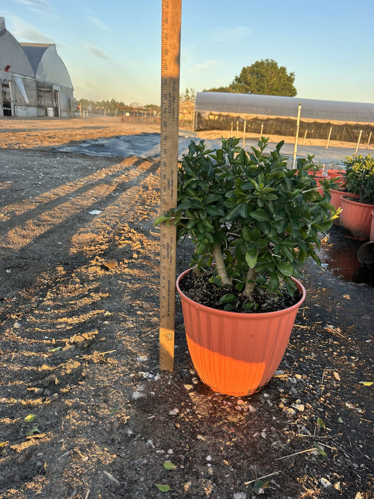 Cherry Barbados Plant - 2 Gallon