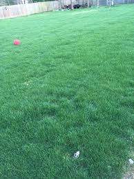 Chewing Fine Fescue Grass Seeds - 50 lbs.