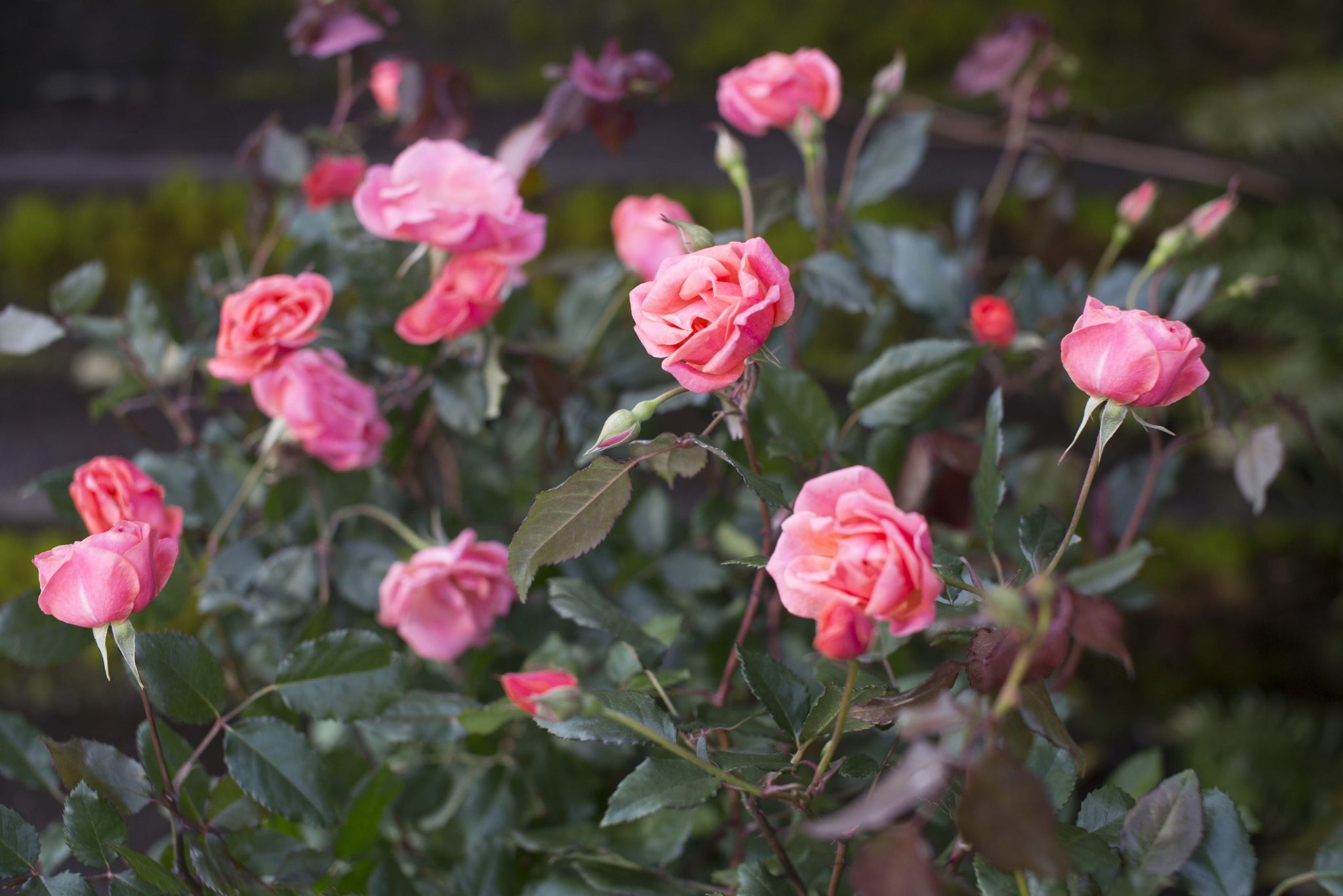 Knock Out Coral Rose Plant - Seed Barn