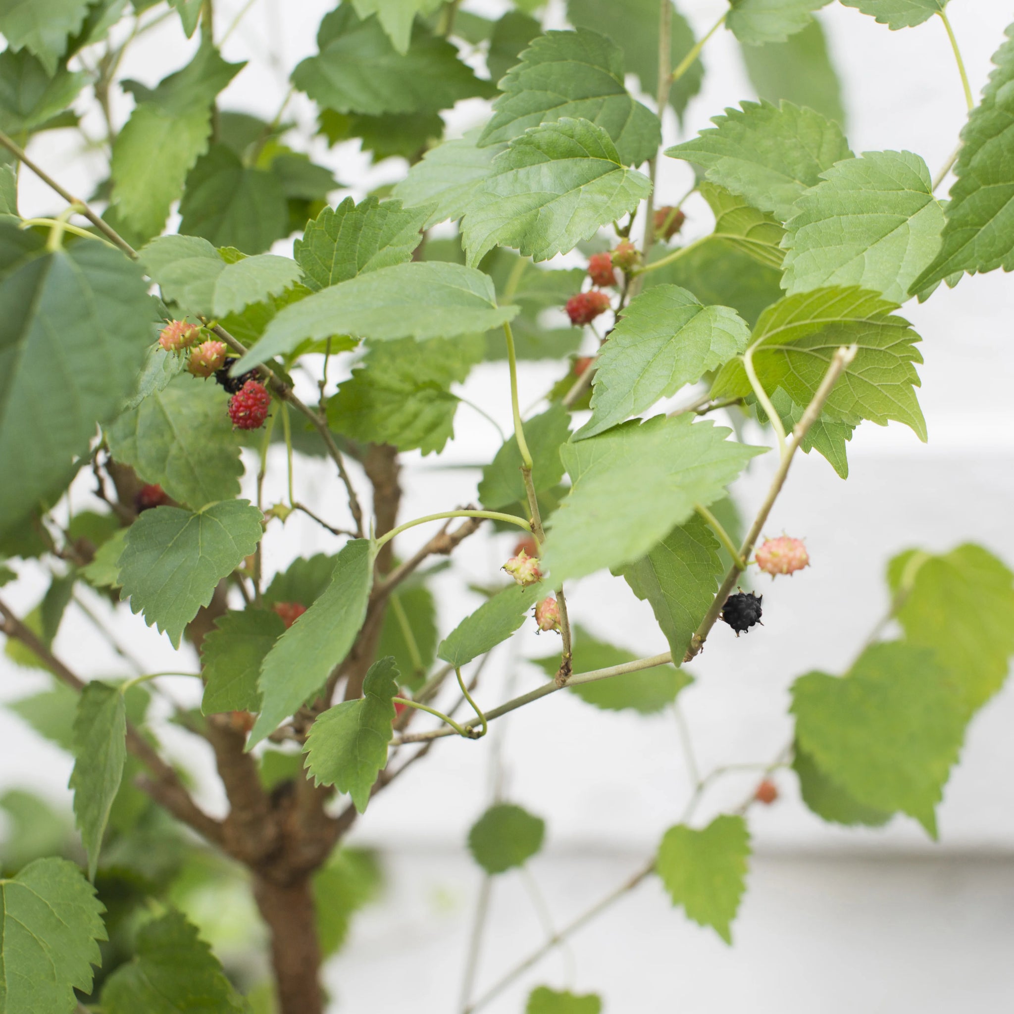 mulberry plant fertilizer Mulberry Dwarf Everbearing Plant - 1 Gallon