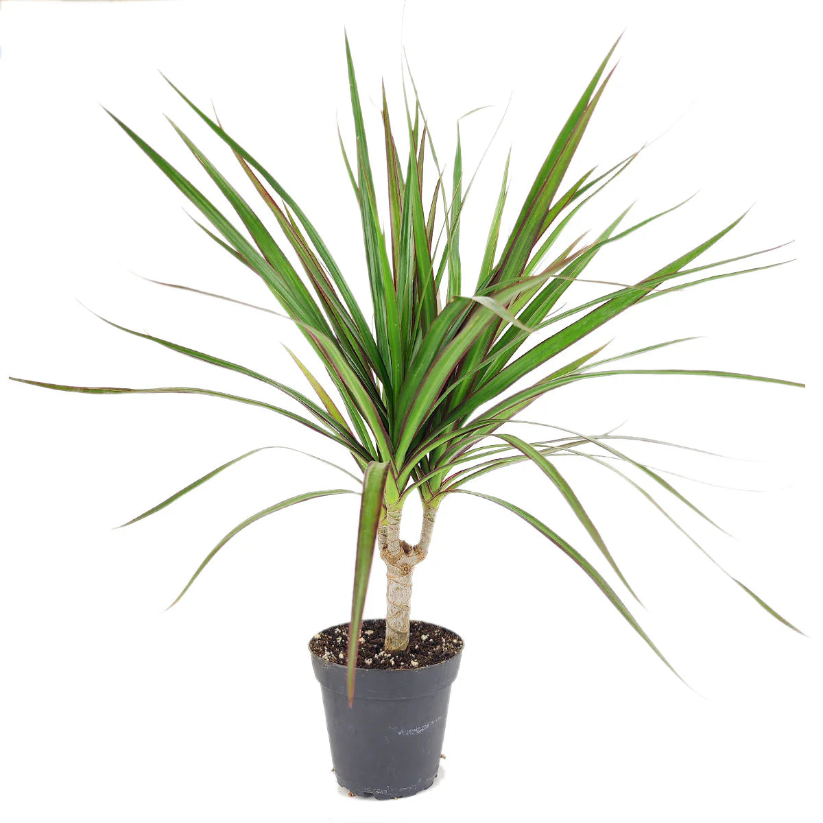dracaena marginata root system Dracaena Marginata - 10 Inch Plant