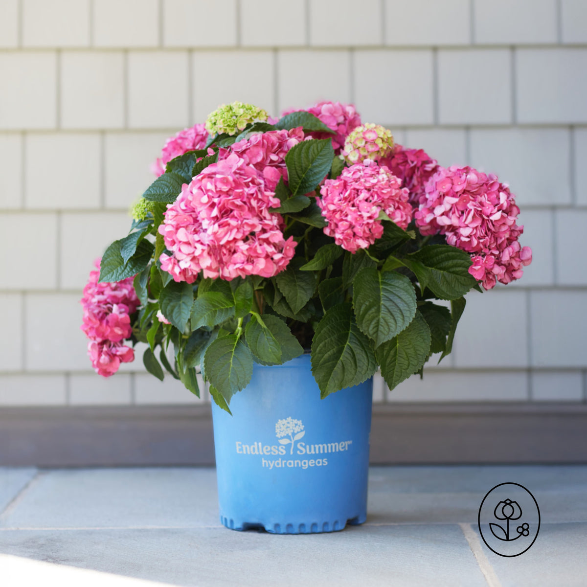 Endless Summer Hydrangea "BloomStruck" Floral Plant - 2 Gallon