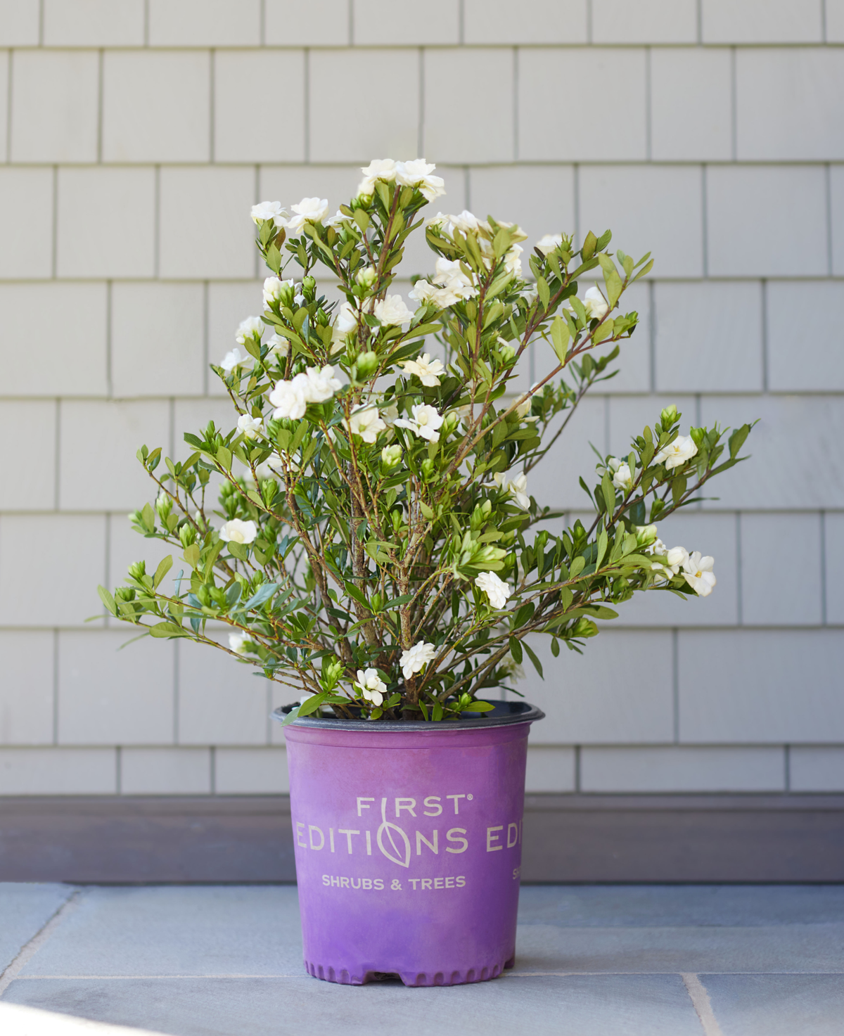 (Backorder Spring 2025) First Editions Double Mint Gardenia Plant - 2 Gallon