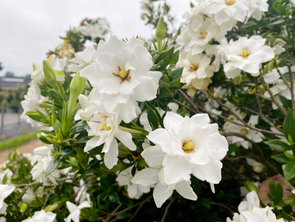 First Editions Big Beauty Gardenia Plant - 2 Gallon