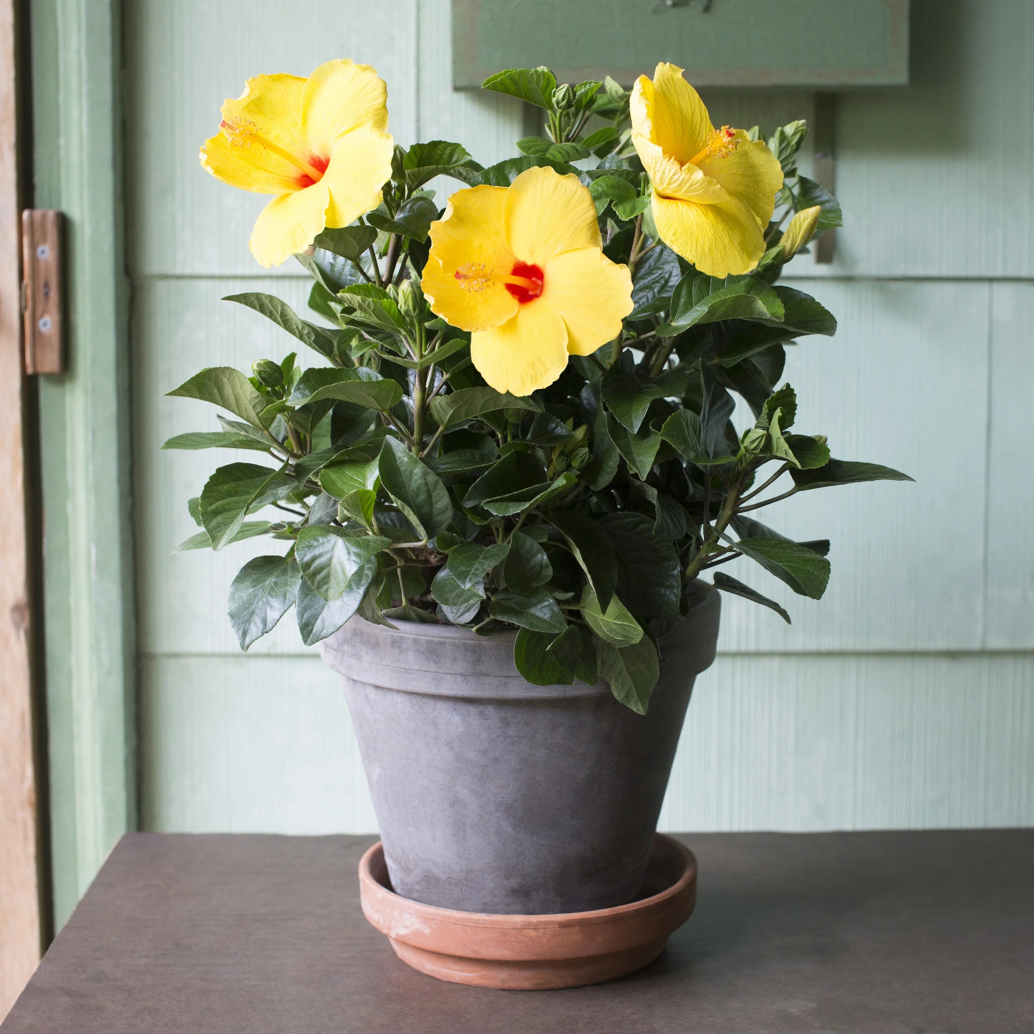 best pot for hibiscus plant Hibiscus Plant - 1 Gallon
