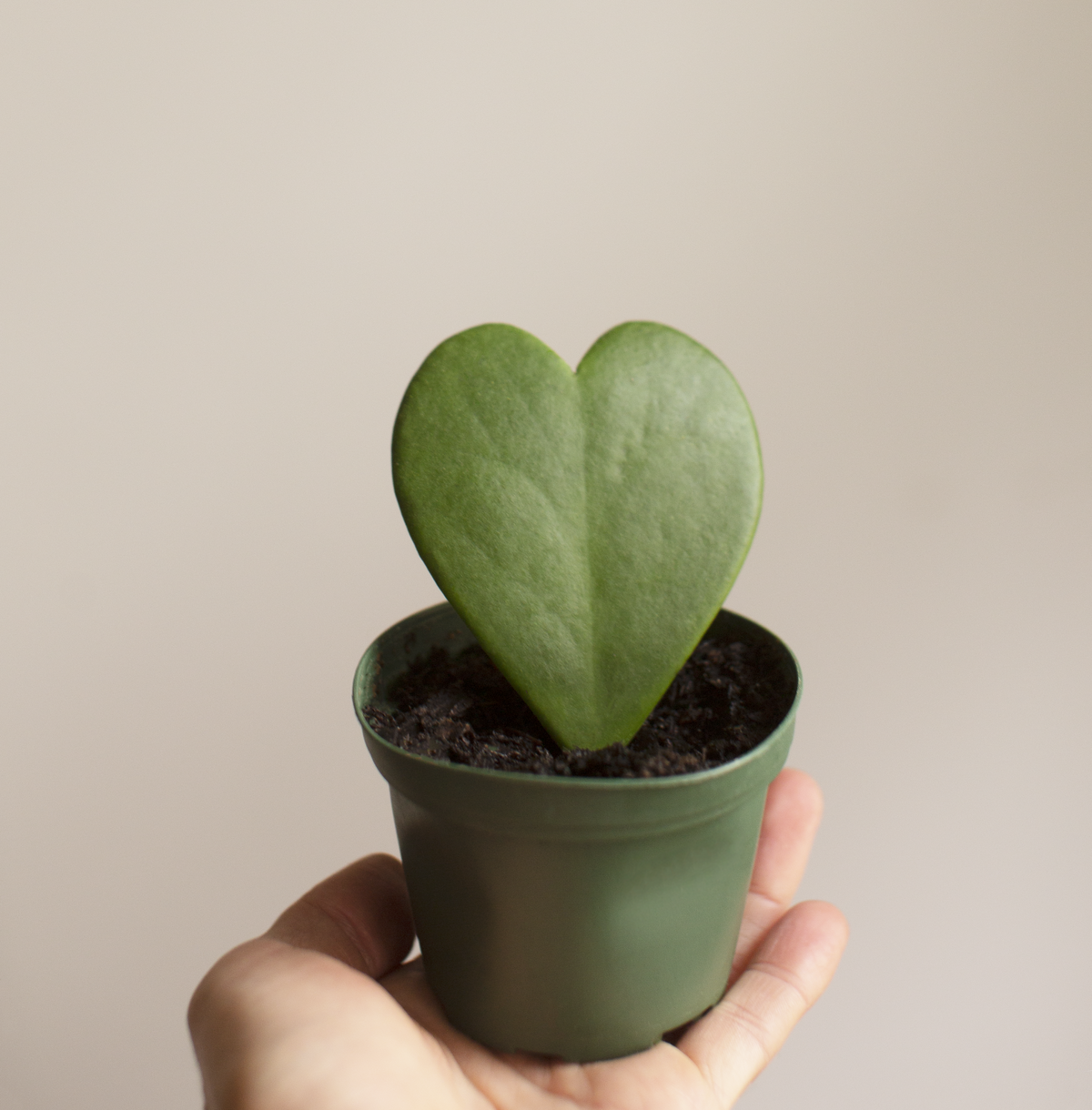 Hoya Heart Plant - 3 Inch Plant