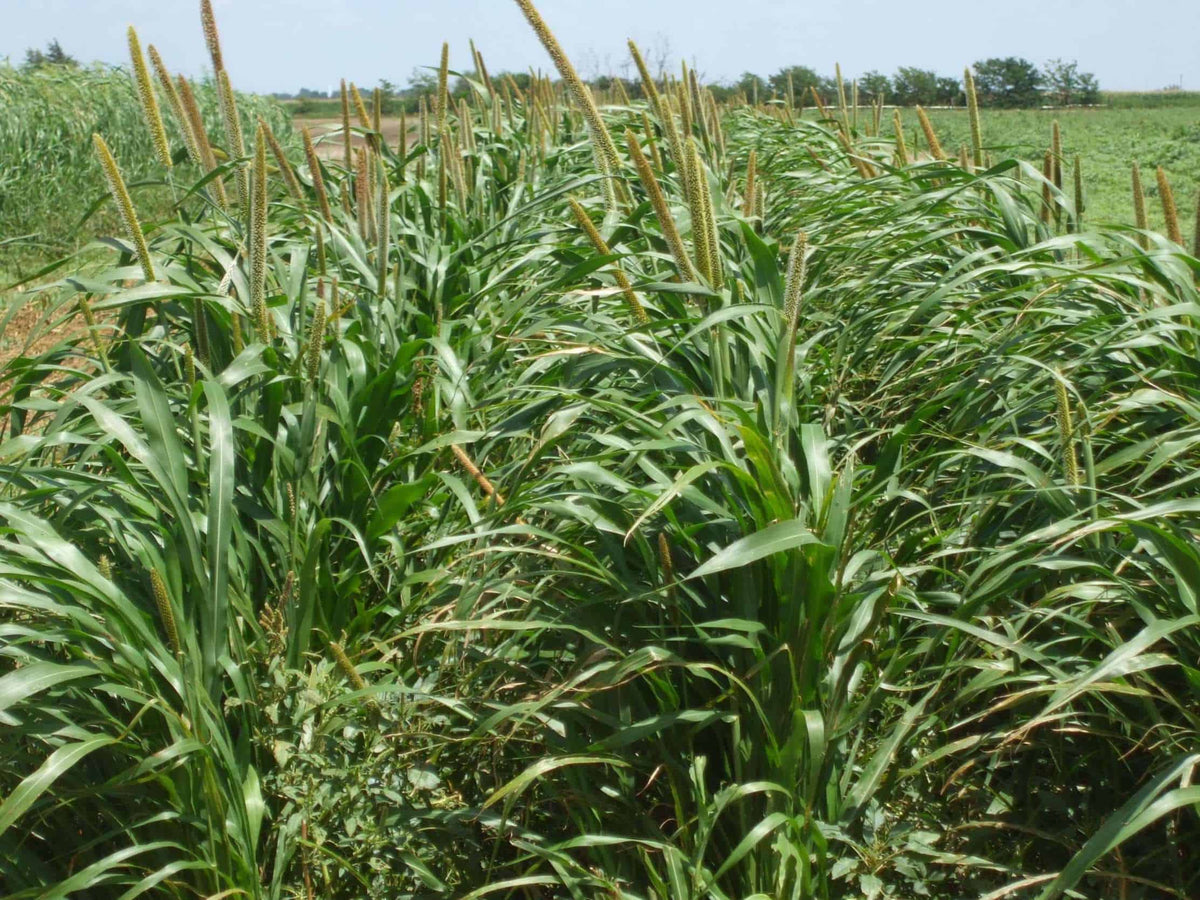 Leafy TR7 Hybrid Pearl Millet Seed
