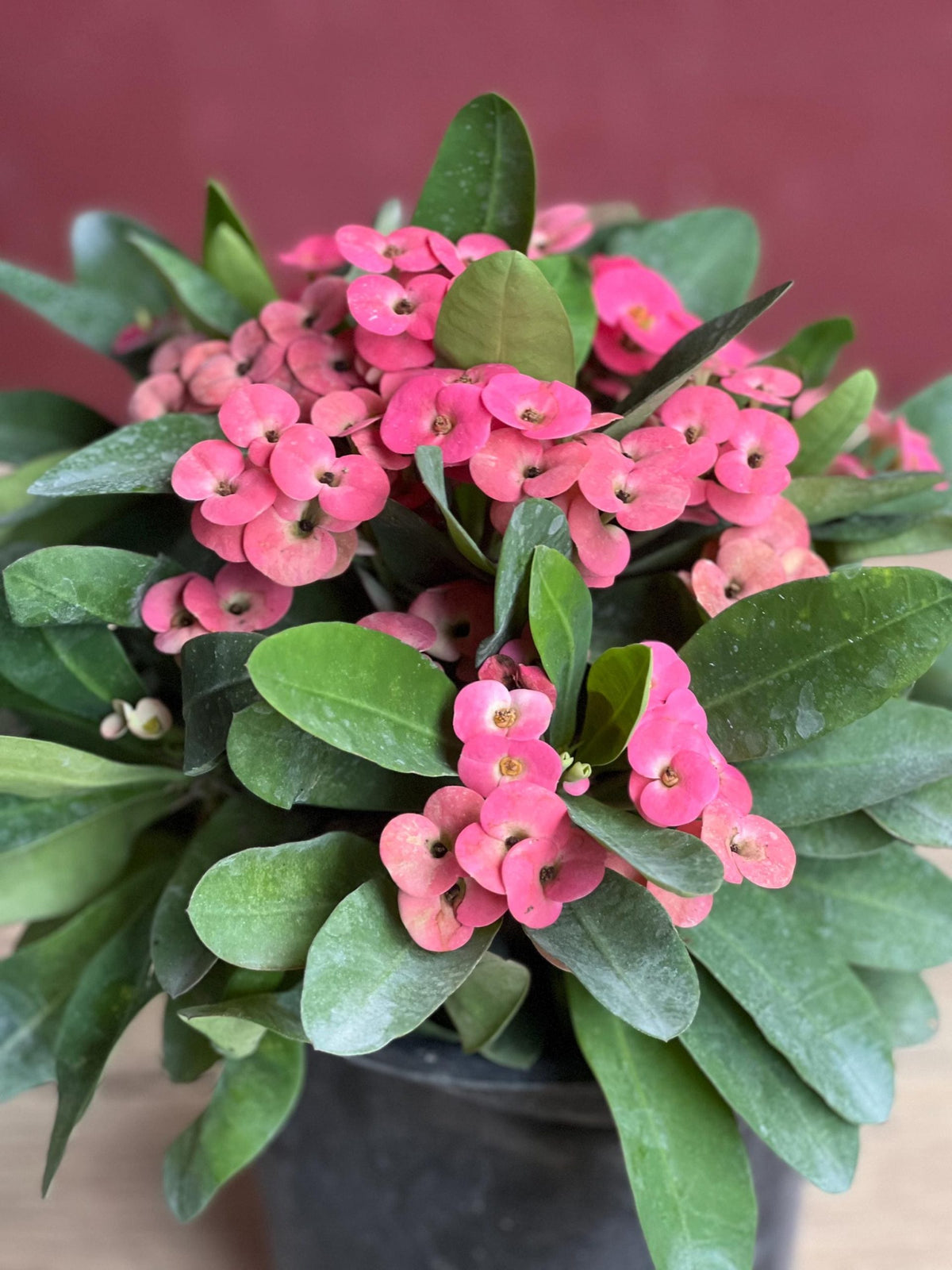 Crown Of Thorns Plant - 2.5 Quart